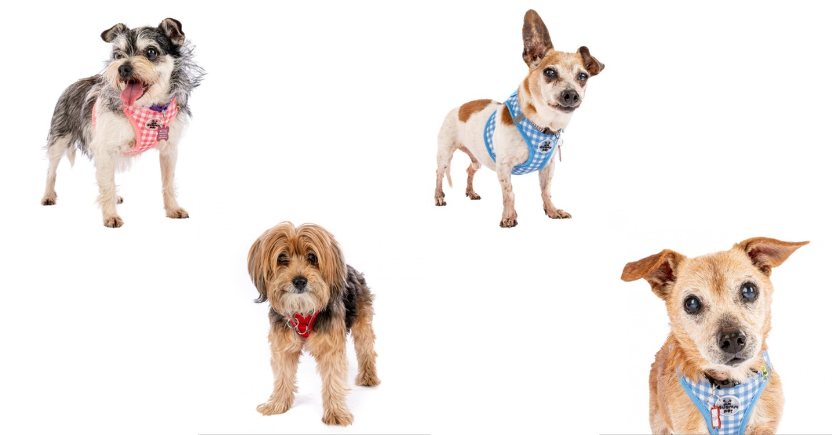 Image in article: What Working at a Senior Dog Rescue Taught Me About Sales & Marketing