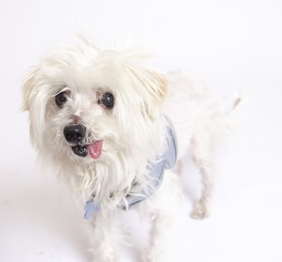 Image in article: What Working at a Senior Dog Rescue Taught Me About Sales & Marketing