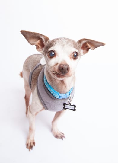 Image in article: What Working at a Senior Dog Rescue Taught Me About Sales & Marketing