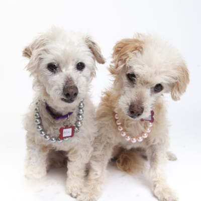 Image in article: What Working at a Senior Dog Rescue Taught Me About Sales & Marketing