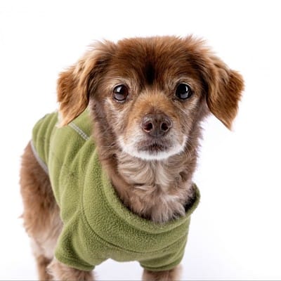 Image in article: What Working at a Senior Dog Rescue Taught Me About Sales & Marketing
